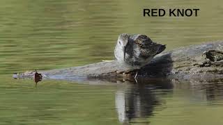 The Great Knot And Red Knot Fascinating Birds [upl. by Hilliard]