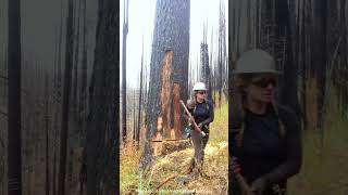 A small iron felled a big tree shortsvideo [upl. by Garceau]