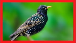 Estornino Pinto Canto  Common Starling Song Sounds Call Voice Melody  Sturnus Vulgaris [upl. by Airbma]