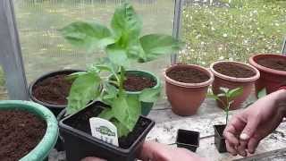 Allotment Diary May 7  Planting out the Tomato Pepper amp Chilli Plants [upl. by Jacquetta]