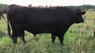 quotTajimaxquot a 2200 lb Herd Bull at wwwWagyuRanchcom July 2017 [upl. by Hagile88]