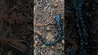 Kiamichi Slimy Salamander  2024 Year List [upl. by Dorolisa]