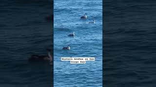 Western Grebes on San Diego Bay [upl. by Seema]