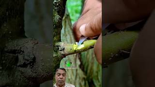 Budding and grafting fruit plant shots greensreen diy garden [upl. by Eniaj99]