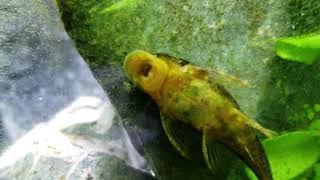 How Well Do Plecos Clean Your Aquarium What Are The Pros vs Cons Aka Bristle Nose Ancistrus [upl. by Ferde]