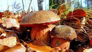 Grzyby Borowik ceglastopory  Boletus luridiformis [upl. by Cerell]