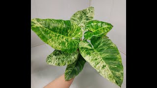 Залипашка  Филодендрон гигантский вариегатный  Philodendron giganteum variegated [upl. by Eecrad218]