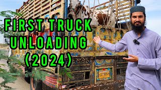 FIRST TRUCK UNLOADING at Northern Bypass GADAP Cow Mandi 2024 Cattle Market Karachi [upl. by Amitaf]