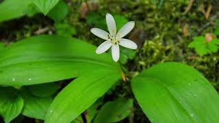 queens cup  Clintonia uniflora Identification and characteristics [upl. by Ettennej329]