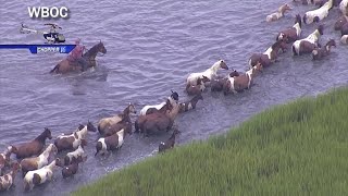 Chopper video Ponies swim across during 2024 Chincoteague Pony Swim [upl. by Annawat554]