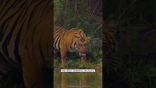 Sloth Bear 🐻 VS Tiger 🐅 The Truth About Their Showdowns nature wildlife shortvideo [upl. by Belicia]