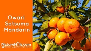 Owari Satsuma Mandarin  NatureHillscom [upl. by Kat]