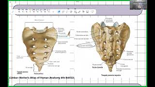 Anatomi Vertebra Musculi Regio Dorsum [upl. by Neeroc745]