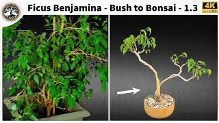 Ficus Benjamina  Bush to Bonsai 13 [upl. by Lundeen]