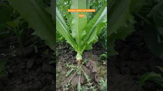 Lactuca sativa var longifolia commonly known as Romaine Lettuce Shorts NatureAthome [upl. by Einomrah]