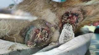 Abandoned Blind Dog Rescued  Removing Maggots  Dog Rescue [upl. by Murrell]