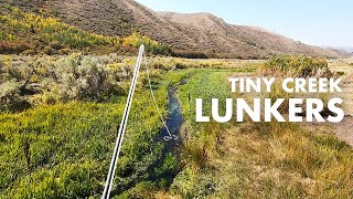 What Are These BIG TROUT Doing in Such a Tiny Creek Tenkara Fly Fishing [upl. by Niddala]