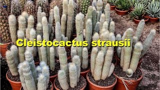 How to repot amp grow cleistocactus strausii [upl. by Oderfigis]