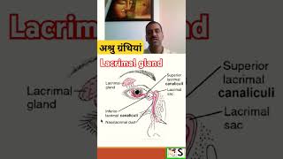 lacrimal apparatus nursingcompetition humananatomy [upl. by Gilbart]