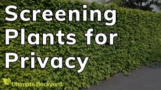 The Best Screening Plants for Privacy in Australia [upl. by Armalda]