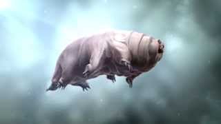 Swimming Tardigrade [upl. by Atalaya257]