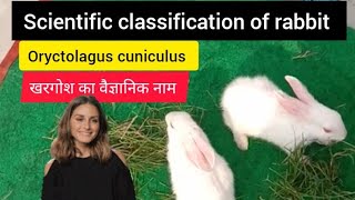 scientific classification of rabbit  scientific classification of orytolagus cuniculus  rabbit [upl. by Zonda]