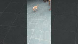 Pays no attention if there isn’t a treat puppy funny chihuahualover rescuedoglove rescuedog [upl. by Mccallum]