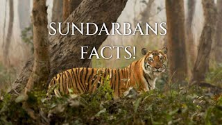 Fascinating Facts About Sundarbans National park Animals [upl. by Annai]