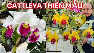 Lan Cattleya thiên mẫu0834608769 LAN RỪNG LÂM ĐỒNG [upl. by Justis]