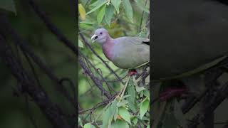 Pinknecked Green Pigeon Swallows Cherry Whole [upl. by Ydieh]