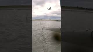 Epic Kasilof River Dipnetting 4 Fish in a Row fishalaska fish fishing [upl. by Vincenty735]