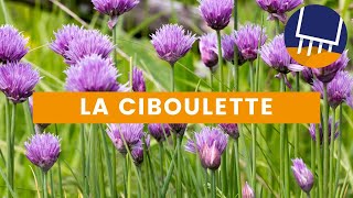 La culture de la ciboulette  Pensezy pour votre potager [upl. by Vinay]