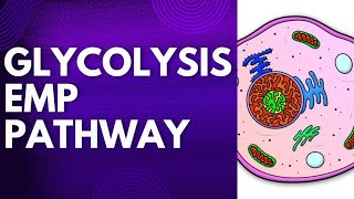 GLYCOLYSIS  EMP PATHWAY  RESPIRATION  METABOLISM  PLANT PHYSIOLOGY botany botanylifescience [upl. by Alset]