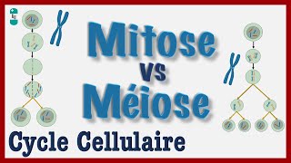 Mitose vs Méiose  Explication simple du Cycle cellulaire Division dune CELLULE Chromosomes [upl. by Yelsa]