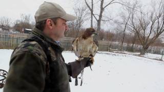 The allure of falconry One mans passion [upl. by Mellins626]