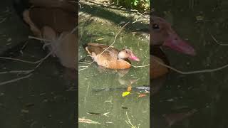 Brazilian Teal birds waterfowl [upl. by Wilmar]