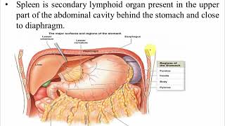 Secondary Lymphoid Organs by Dr Vipin Tyagi [upl. by Eugor]