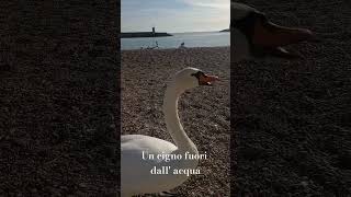 Un cigno fuori dall acqua [upl. by Anairol]