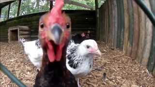 Funny Chickens [upl. by Charity]