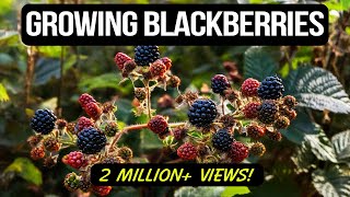 Growing Blackberries in Containers The Complete Guide [upl. by Natika]