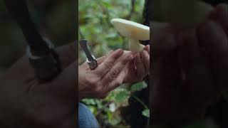 Nicole Zempel is foraging for the Elm Oyster mushroom [upl. by Thorpe]