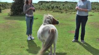 When Shetland Ponies Turn Bad [upl. by Nessa]