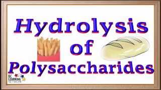 WCLN  Hydrolysis of Polysaccharides  Biology [upl. by Ynnus]