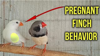 Pregnant finch Behavior  How to Identify a finch bird pregnant [upl. by Cawley]