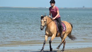 Wir bekommen ein Fohlen  vom Urlaub in Renesse bis zu Carolinas Trächtigkeit [upl. by Norod]