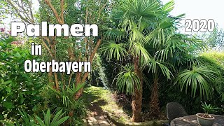 Winterharte Palmen und Oleander in Oberbayern  14 Jahren ausgepflanzt im privaten Garten [upl. by Tyrus282]