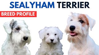 Sealyham Terrier Breed Profile History  Price  Traits  Sealyham Terrier Grooming Needs Lifespan [upl. by Ginnifer747]