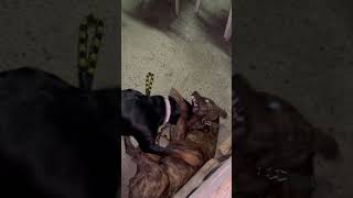 Pitbull Vs Rottweiler staffordshirewildlife pitbull rottweiler playing [upl. by Notlaw]