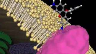 cancerselective fluorescence probe quotProteoGREEN™gGluquot [upl. by Ioyal]