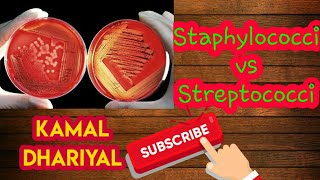 Staphylococci vs Streptococci Microbiology in hindi [upl. by Maeve]